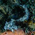 , photo taken in Indonesia, Bali, Tulamben, Kunaji