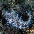 , photo taken in Indonesia, Bali, Tulamben, Kunaji