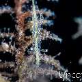 , photo taken in Indonesia, Bali, Tulamben, Kunaji
