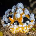 Nudibranch, photo taken in Indonesia, Bali, Tulamben, Kunaji