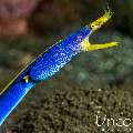 Ribbon Eel (Rhinomuraena quaesita), photo taken in Indonesia, Bali, Tulamben, Kunaji