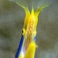 Ribbon Eel (Rhinomuraena quaesita), photo taken in Indonesia, Bali, Tulamben, Kunaji