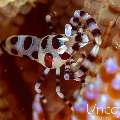 Coleman’s shrimp (Periclimenes colemani), photo taken in Indonesia, Bali, Tulamben, Kunaji