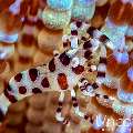 Coleman’s shrimp (Periclimenes colemani), photo taken in Indonesia, Bali, Tulamben, Kunaji
