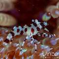 Coleman’s shrimp (Periclimenes colemani), photo taken in Indonesia, Bali, Tulamben, Kunaji