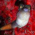 , photo taken in Indonesia, Bali, Tulamben, Batu Belah Slope