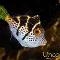 Black-Saddled Toby (Canthigaster valentini), photo taken in Indonesia, Bali, Tulamben, Batu Belah Slope