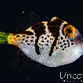 Black-Saddled Toby (Canthigaster valentini), photo taken in Indonesia, Bali, Tulamben, Batu Belah Slope