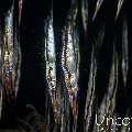 Grooved razorfish (Centriscus scutatus), photo taken in Indonesia, Bali, Tulamben, Batu Belah Slope