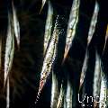 Grooved razorfish (Centriscus scutatus), photo taken in Indonesia, Bali, Tulamben, Batu Belah Slope