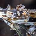 Xeno Crab (Xenocarcinus Tuberculatus), photo taken in Indonesia, Bali, Tulamben, Batu Belah Slope