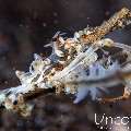 Xeno Crab (Xenocarcinus Tuberculatus), photo taken in Indonesia, Bali, Tulamben, Batu Belah Slope