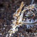 Xeno Crab (Xenocarcinus Tuberculatus), photo taken in Indonesia, Bali, Tulamben, Batu Belah Slope