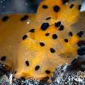 Nudibranch, photo taken in Indonesia, Bali, Tulamben, Batu Belah Slope