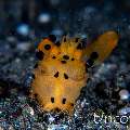 Nudibranch, photo taken in Indonesia, Bali, Tulamben, Batu Belah Slope