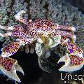Spotted porcelain crab (Neopetrolisthes maculatus), photo taken in Indonesia, Bali, Tulamben, Batu Belah Slope