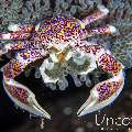 Spotted porcelain crab (Neopetrolisthes maculatus), photo taken in Indonesia, Bali, Tulamben, Batu Belah Slope