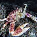 Spotted porcelain crab (Neopetrolisthes maculatus), photo taken in Indonesia, Bali, Tulamben, Batu Belah Slope