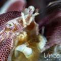 Spotted porcelain crab (Neopetrolisthes maculatus), photo taken in Indonesia, Bali, Tulamben, Batu Belah Slope