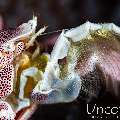 Spotted porcelain crab (Neopetrolisthes maculatus), photo taken in Indonesia, Bali, Tulamben, Batu Belah Slope
