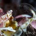 Spotted porcelain crab (Neopetrolisthes maculatus), photo taken in Indonesia, Bali, Tulamben, Batu Belah Slope