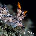 Nudibranch, photo taken in Indonesia, Bali, Tulamben, Batu Belah Slope