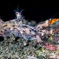 Nudibranch, photo taken in Indonesia, Bali, Tulamben, Batu Belah Slope