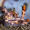 Nudibranch, photo taken in Indonesia, Bali, Tulamben, Batu Belah Slope