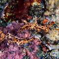Nudibranch, photo taken in Indonesia, Bali, Tulamben, Batu Belah Slope