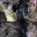 , photo taken in Indonesia, Bali, Tulamben, Batu Belah Slope