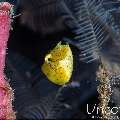 , photo taken in Indonesia, Bali, Tulamben, Batu Belah Slope