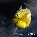 , photo taken in Indonesia, Bali, Tulamben, Batu Belah Slope