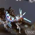 Nudibranch, photo taken in Indonesia, Bali, Tulamben, Batu Belah Slope