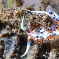 Nudibranch, photo taken in Indonesia, Bali, Tulamben, Batu Belah Slope