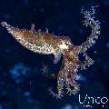 Blue Ring Octopus (Hapalochlaena lunulata), photo taken in Indonesia, Bali, Tulamben, Batu Belah Slope