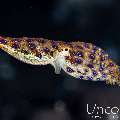 Blue Ring Octopus (Hapalochlaena lunulata), photo taken in Indonesia, Bali, Tulamben, Batu Belah Slope