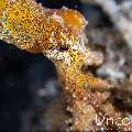 Blue Ring Octopus (Hapalochlaena lunulata), photo taken in Indonesia, Bali, Tulamben, Batu Belah Slope