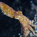 Blue Ring Octopus (Hapalochlaena lunulata), photo taken in Indonesia, Bali, Tulamben, Batu Belah Slope