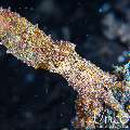Blue Ring Octopus (Hapalochlaena lunulata), photo taken in Indonesia, Bali, Tulamben, Batu Belah Slope