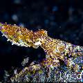 Blue Ring Octopus (Hapalochlaena lunulata), photo taken in Indonesia, Bali, Tulamben, Batu Belah Slope