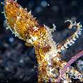 Blue Ring Octopus (Hapalochlaena lunulata), photo taken in Indonesia, Bali, Tulamben, Batu Belah Slope
