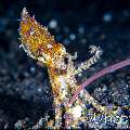 Blue Ring Octopus (Hapalochlaena lunulata), photo taken in Indonesia, Bali, Tulamben, Batu Belah Slope