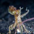 Blue Ring Octopus (Hapalochlaena lunulata), photo taken in Indonesia, Bali, Tulamben, Batu Belah Slope