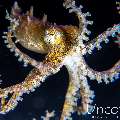 Blue Ring Octopus (Hapalochlaena lunulata), photo taken in Indonesia, Bali, Tulamben, Batu Belah Slope