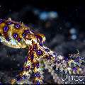 Blue Ring Octopus (Hapalochlaena lunulata), photo taken in Indonesia, Bali, Tulamben, Batu Belah Slope
