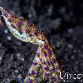 Blue Ring Octopus (Hapalochlaena lunulata), photo taken in Indonesia, Bali, Tulamben, Batu Belah Slope