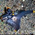 Nudibranch, photo taken in Indonesia, Bali, Tulamben, Batu Belah Slope