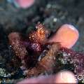 Orang Utan Crab (Achaeus japonicus), photo taken in Indonesia, Bali, Tulamben, Batu Belah Slope