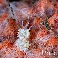 Nudibranch, photo taken in Indonesia, Bali, Tulamben, Pantai Lahar