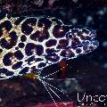 Honeycomb Moray (Gymnothorax favagineus), photo taken in Indonesia, Bali, Tulamben, Pantai Lahar